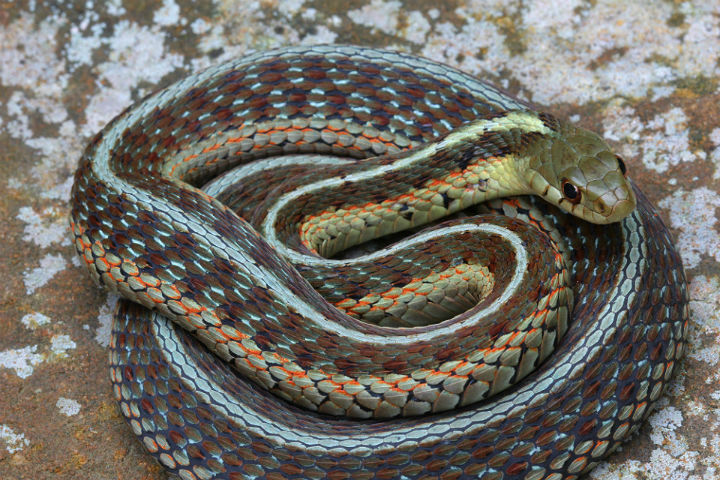 Eastern Garter Snake